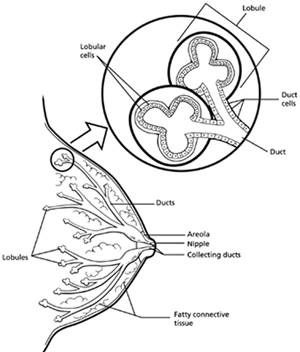 Fine needle aspiration of Breast lump