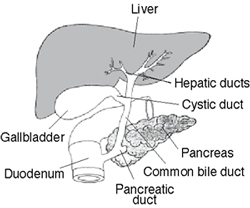 Gallbladder Dubai