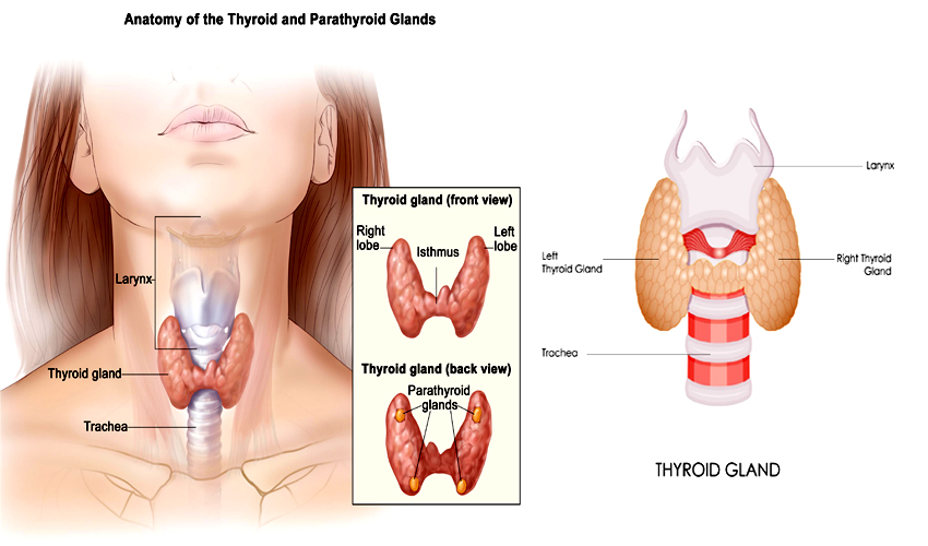 Thyroid Surgery in dubai